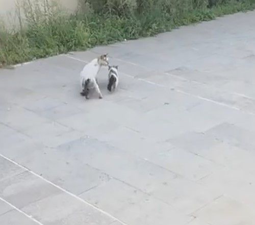 Yavru kediyi kurtarma operasyonu