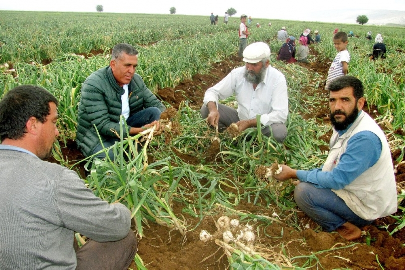 Sarımsak hasadında 15 bin tarım işçisine iş imkanı