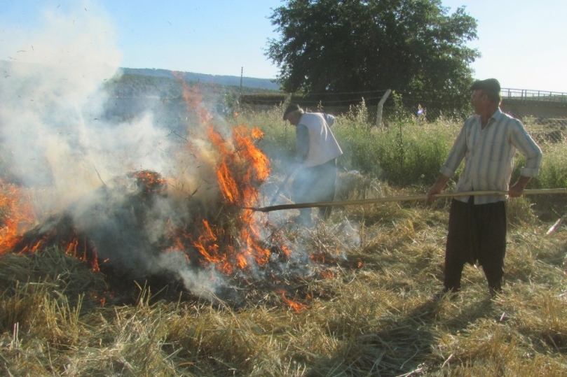 Arap dünyasına ihraç edilen firik için hasat sezonu başladı