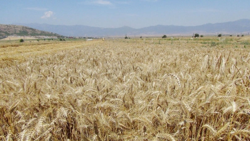 Toprak Mahsulleri Ofisi’nde ürün alımına devam ediyor