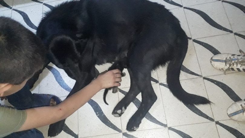 Köpek, yavru kediye annelik yapıyor