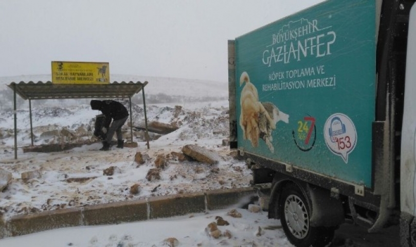 Büyükşehir Belediyesi sokak hayvanlarına sahip çıkıyor