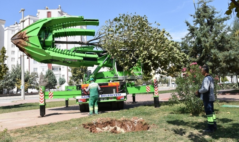 Şahinbey’de Ağaçlar Kesilmeden Taşınıyor