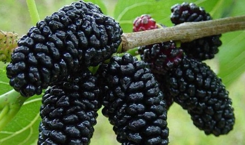 Karadutun faydaları nelerdir?