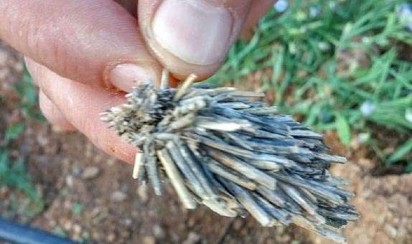 Bitki kökü sandıkları şey bakın ne çıktı?