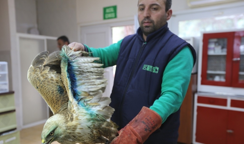 Büyükşehir hayvan hastanesi  kurdu