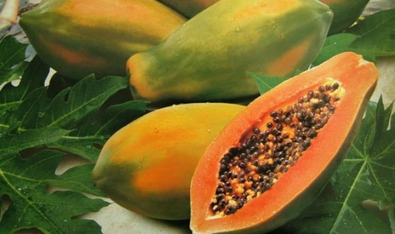 Meleklerin meyvesi denen papaya nedir?