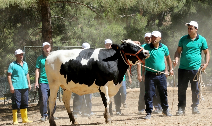 Büyükşehir Belediyesi kurban yakalama timi tatbikat yaptı