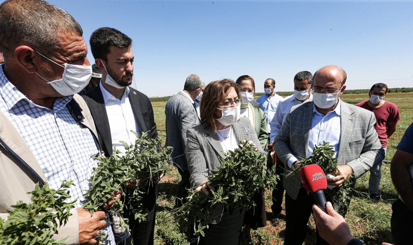 Dünya Nizip Nanesini tanıyacak