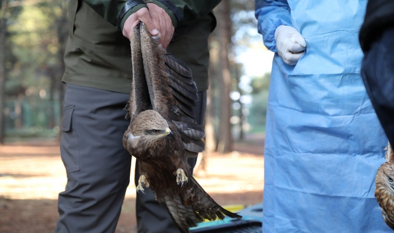 Gaziantep Hayvanat Bahçesi’nde tedavisi tamamlanan kuşlar doğaya bırakıldı