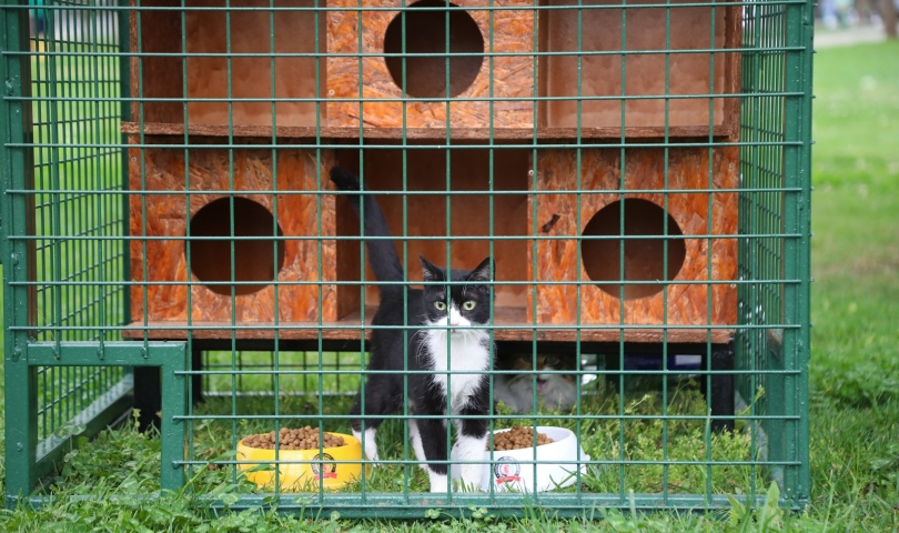 Büyükşehir, Hayri Tütüncüler Parkı’na yeni kedi evleri kurdu