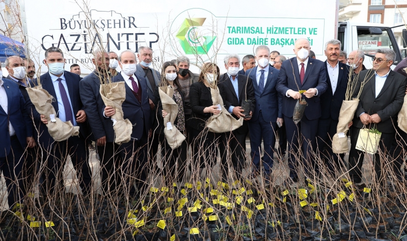 Büyükşehir, oğuzeli çiftçisine 15 bin nar ve 10 bin antep fıstığı fidanı dağıttı