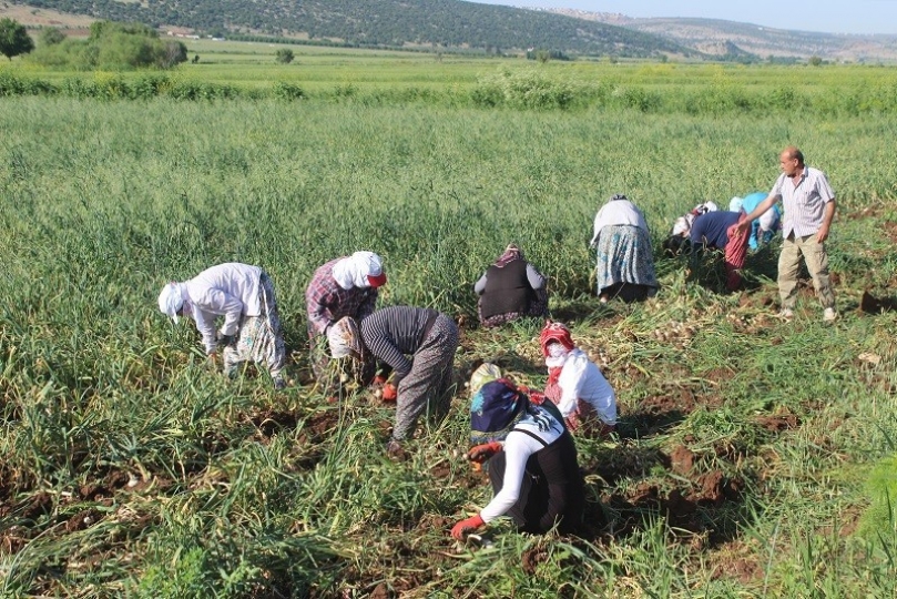 Sıcak en çok beyaz altın üreticisini sevindirdi