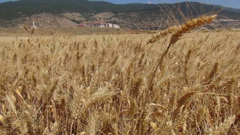 Buğday hasadı üreticinin yüzünü güldürdü