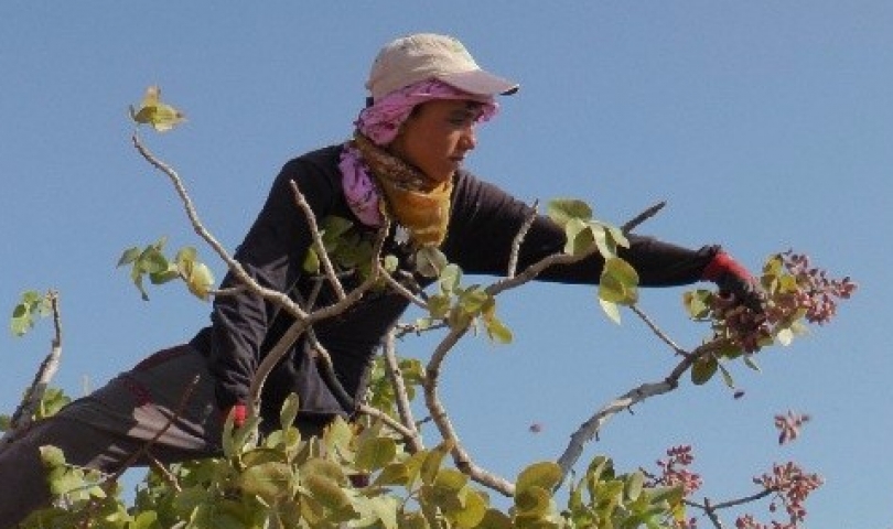 Antep fıstığında yeni dönem başlıyor