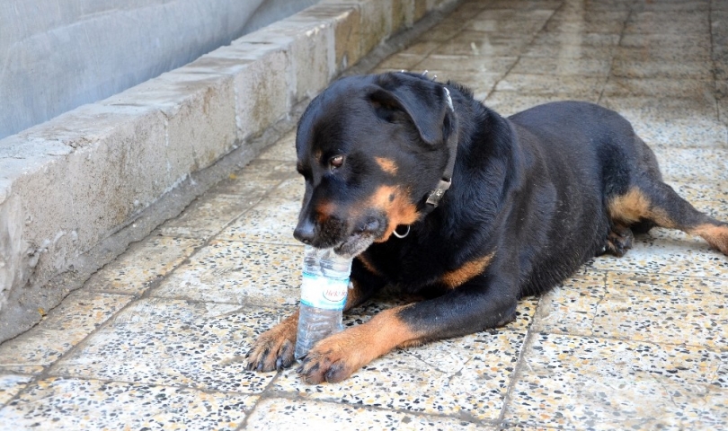 Kayıp köpek Doby aylar sonra sahibine kavuştu