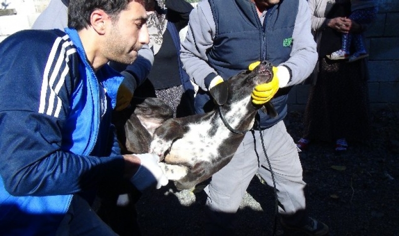 Yaralı Sokak Köpeği Ambulansla Gaziantep’e Sevk Edildi.