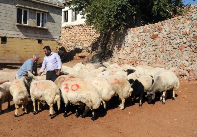 Gaziantep’te kurbanlıklar tükeniyor