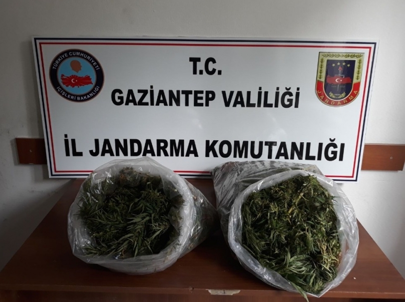 Gaziantep’te evin çatısına ekili 32 kök Hint keneviri ele geçirildi