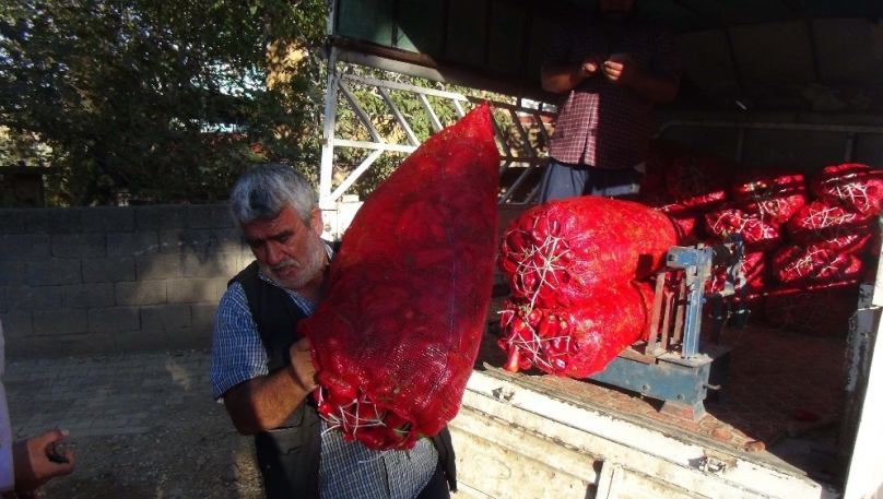 Ev hanımları salçalık biber alma telaşında