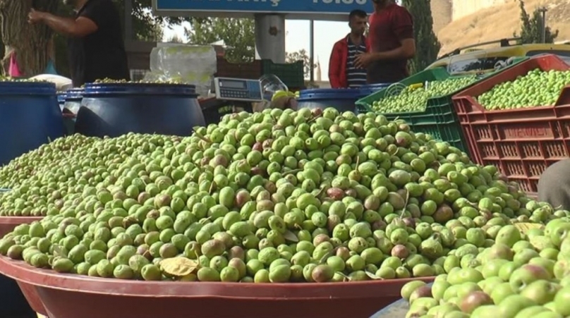 Zeytin fiyatları artacak