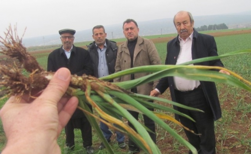 Sağanak kuraklık korkusu yaşayan üreticinin yüzünü güldürdü