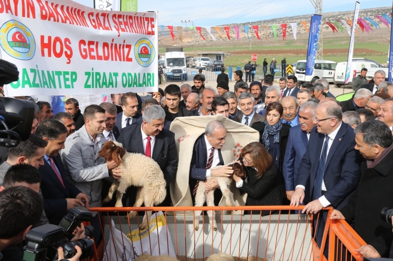 Bakan Fakıbaba çoban abası giydi, kuzuları besledi