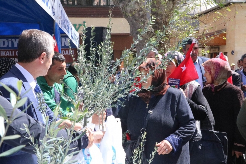 Gaziantep’te 600 bin Zeytin Fidanı dağıtıldı