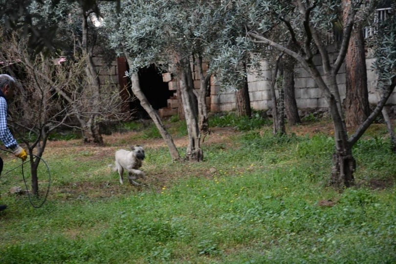 Nurdağı’nda başı boş köpekler toplandı.