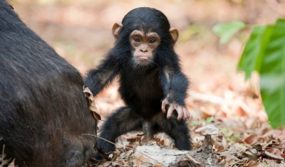 Daily Telegraph: İngiltere'de bazı zenginler düğünlerde şempanze eti yiyor
