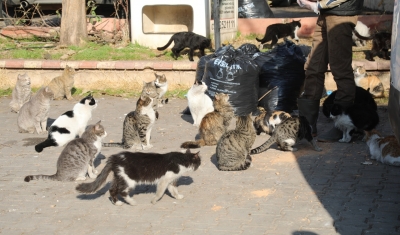 Gaziantep Büyükşehir, gönüllü hayvanseverlere ayda yaklaşık 4,5 ton mama dağıtıyor!