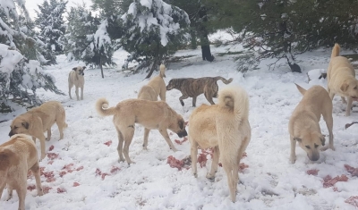 Cahide karda can dostların yanında