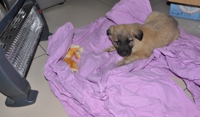 Donmak üzere olan köpek kurtarıldı