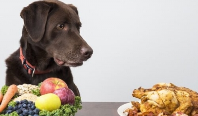 Köpeklerin yiyebileceği insan yiyecekleri