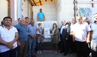 Gaziantep Büyükşehir, zeytin üreticilerine 40 bin hasat kasası dağıtacak