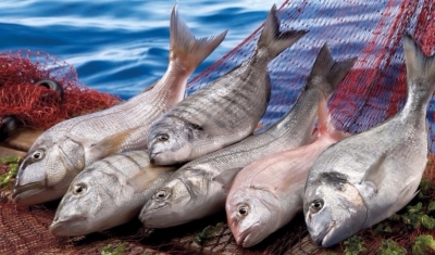 Hangi Balık Türleri Hangi Aylarda Tüketilmeli?