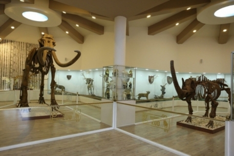 Türkiye’nin İlk Ve Tek Zooloji Ve Doğa Müzesi Açılıyor