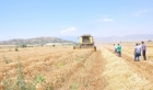 Türkiye’nin tahıl ambarı Güneydoğu’da buğday ve arpa hasadı başladı