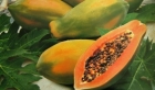 Meleklerin meyvesi denen papaya nedir?