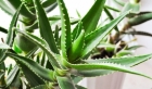 Aloe Vera Faydaları