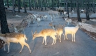 Türkiye'nin ilk ve tek safari parkına ziyaretçi akını